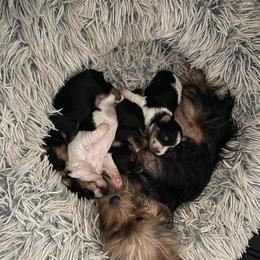 Yorkshire Terrier Puppies from Sandra's Pups