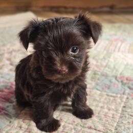 Tawny - Chocolate and tan female Yorkshire Terrier puppy in Mountain Grove, Missouri from Precious Puppies