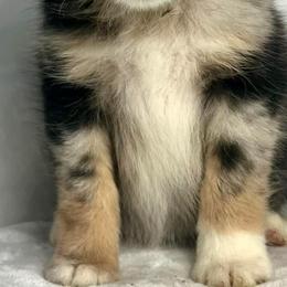 Miniature Australian Shepherd Puppies from JSK Aussie