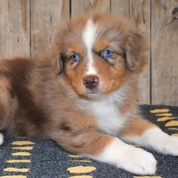 Saint - Red merle male Australian Shepherd puppy in San Tan Valley, Arizona from Mott Ranch - Blazin' Sun Aussies
