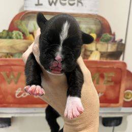 Captain Marvel - Brindle female Boxer puppy in Greenwell Springs, Louisiana from Bayou Boxer Haus - Baton Rouge Boxers