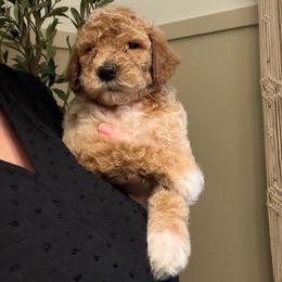 Pickle - AKC Limited - Apricot male Poodle puppy in Haines City, Florida from Noelle Poodles