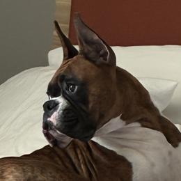 Honcho - Boxer