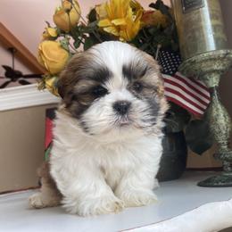 Boy 1 - male Shih Tzu puppy in Troy, Michigan from "Shihtzu Best Friend"