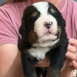 Pink Collar Female - Black rust and white female Bernese Mountain Dog puppy in Bristol, Tennessee from Holston Hollow Farm