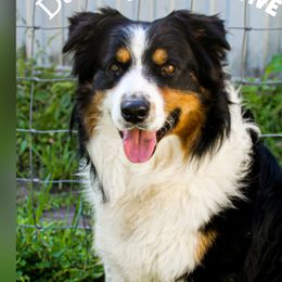 Bullet - Australian Shepherd