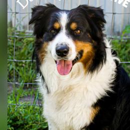 Bullet - Australian Shepherd