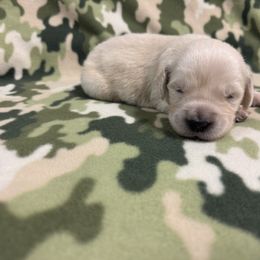 Golden Retriever Puppies from R & K Golden Acres LLC