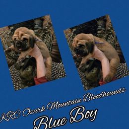 Boy 5 - Red male Bloodhound puppy in Stone Hill, Missouri from KRC Ozark Mountain Bloodhounds