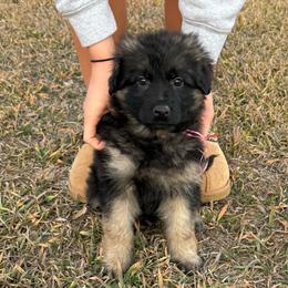 Trixie red - Black and red female German Shepherd puppy in Herrick, South Dakota from Dakota Shepherds Kennels