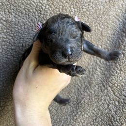 Nelson - Merle male Cockapoo puppy in Indiana from muddy boots cocker spaniels and cockapoos