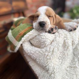 Luna - Lemon and white female Basset Hound puppy in Bellaire, Ohio from Blessed Bassets
