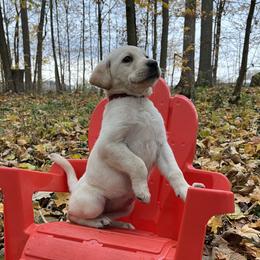 Erika - Yellow female Labrador Retriever puppy in Alger, Ohio from Osborne Family Retrievers