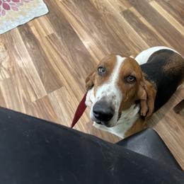 Basset Hound All Grown Up from Shauna Jones Family Basset Hounds
