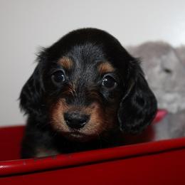Boy 1 - Black and tan male Dachshund puppy in Craig, Colorado from Rocky Mountain Shih Tzus and Dry Creek Miniature Dachshunds