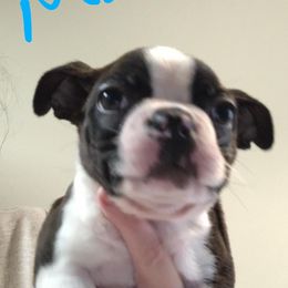 Boston Terriers from Peace bostons