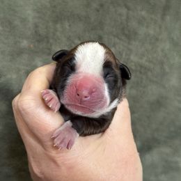 Teak - Fawn female Boxer puppy in Briggs, Texas from Dark Horse Boxers