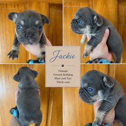Jackie - Blue female French Bulldog puppy in Holton, Indiana from MoonShine Babies