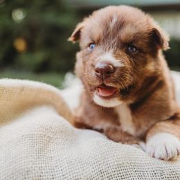 Pomeranians and Siberian Huskies from Meagan's Siberian Huskies & Pomeranians