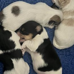 Havanese from A Batch of Cookie’s