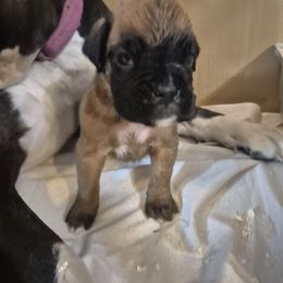 Cato - Fawn male Boxer puppy in Pine River, Wisconsin from Jenks Boxers