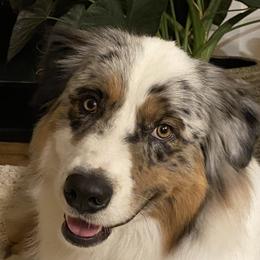 Chezz - Australian Shepherd