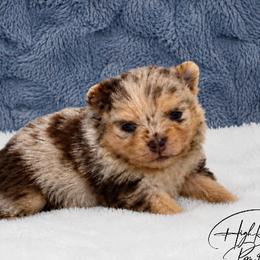 Girl 4 - Chocolate merle female Pomeranian puppy in Fort Jones, California from High Rocking Pom Poms