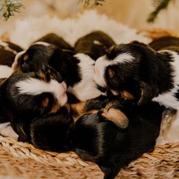 Cavalier King Charles Spaniels and Shih Tzus from Glen Swallow
