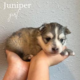 Juniper - Pomsky puppy from Dakota Pomskies