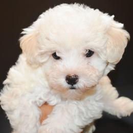 Romeo - White male Maltipoo puppy in Rainbow City, Alabama from Southland Farm Kennels