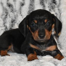 Ariel - Black and tan female Dachshund puppy in Texas from Sparkles & Spurs Mini Dachshunds