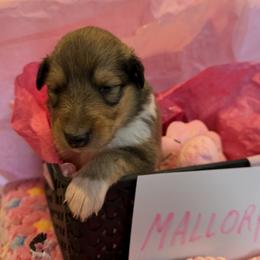 Mallory - Sable and white female Collie puppy in Carencro, Louisiana from Cajun Bayou's Collies LLC