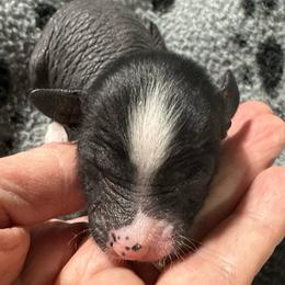 Girl 3 - Black and white female Chinese Crested puppy in Rockvale, Tennessee from Cosmic Chinese Cresteds & Wind-Echo Poodles