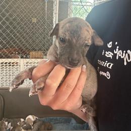 Girl 2 - Red brindle female Whippet puppy in Corry, Pennsylvania from Sara's Whippets