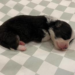 Luna (fluffy) - Brindle and white female American Corgi puppy in Waco, Texas from The Comma Corgis