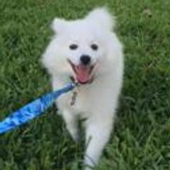 American Eskimo Dogs from Arctic Storm Kennels