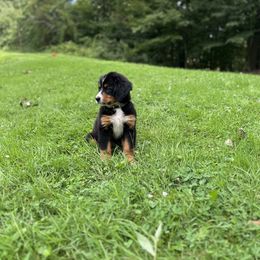 Bernese Mountain Dog Puppies from Steinhaus Dogs