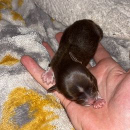 Mickey - Red tri male Toy Australian Shepherd puppy in Humansville, Missouri from Tater Tot aussies