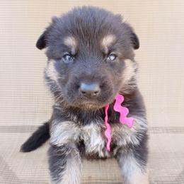 Pink Girl - Black and tan female German Shepherd puppy in La Pine, Oregon from Granville/Diamond Peak German Shepherds