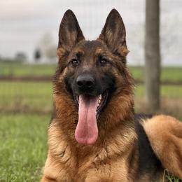 German Shepherds from Vom Rugerhaus