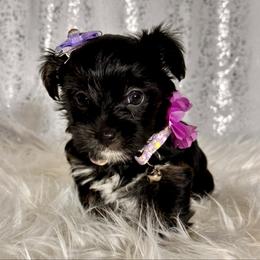 Maya - Black and tan female Yorkshire Terrier puppy in Denver, Colorado from Melrey's paws