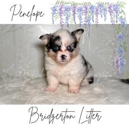 Penelope - Blue merle and white female American Corgi puppy in Greenwood, Indiana from Witch Creek Corgis