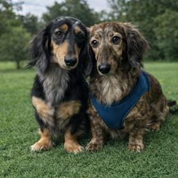 Dachshund All Grown Up from East Texas Dachshunds