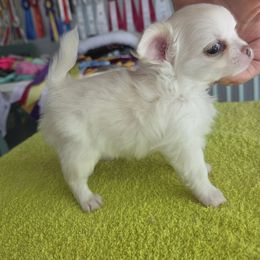 Cream Long Coat - Cream and white male Chihuahua puppy in Cape Coral, Florida from Inspired Chihuahuas