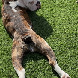 Bulldog Puppies from Bulldogzilla Breeders