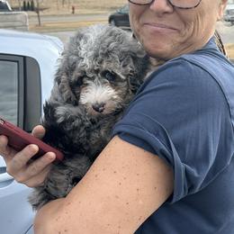 Assorted Doodle Crosses, Bernedoodles, Cockapoos, and Shichons from Shondel Puppy Paws