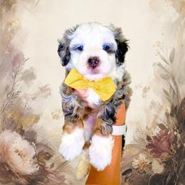 Monet - Blue merle male Bernedoodle puppy in Norcross, Georgia from Teddy Puppies