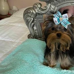 Yorkshire Terriers from Perfectly Posh Yorkies