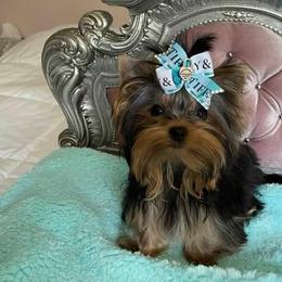 Yorkshire Terriers from Perfectly Posh Yorkies