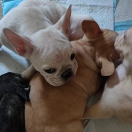 French Bulldogs from Donna Santora